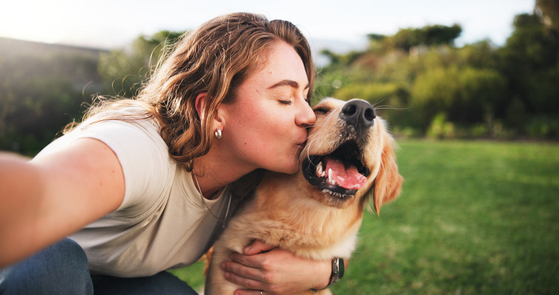 Hundehaltung im Sommer: 7 wichtige Tipps