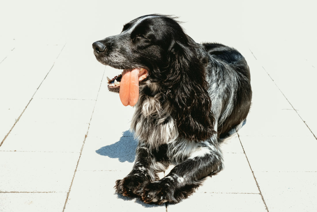 Hitzschlag beim Hund erkennen und vermeiden