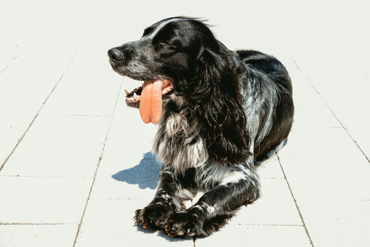 Hitzschlag beim Hund erkennen und vermeiden