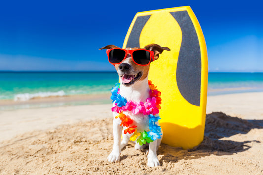 Urlaub mit Hund im Sommer