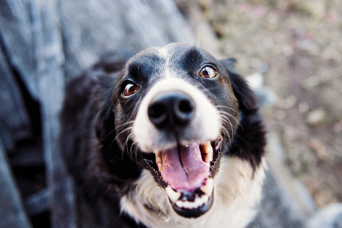 10 erstaunliche Funfacts über Hunde