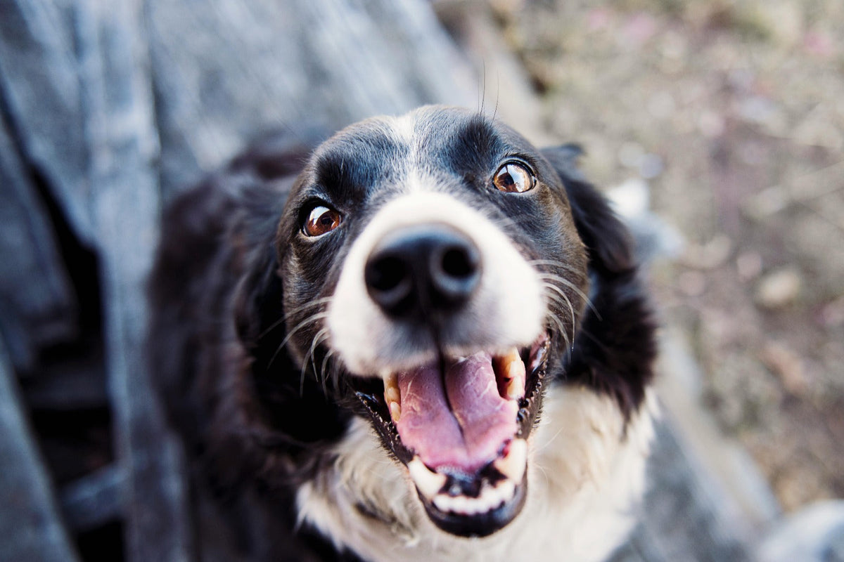 10 erstaunliche Funfacts über Hunde