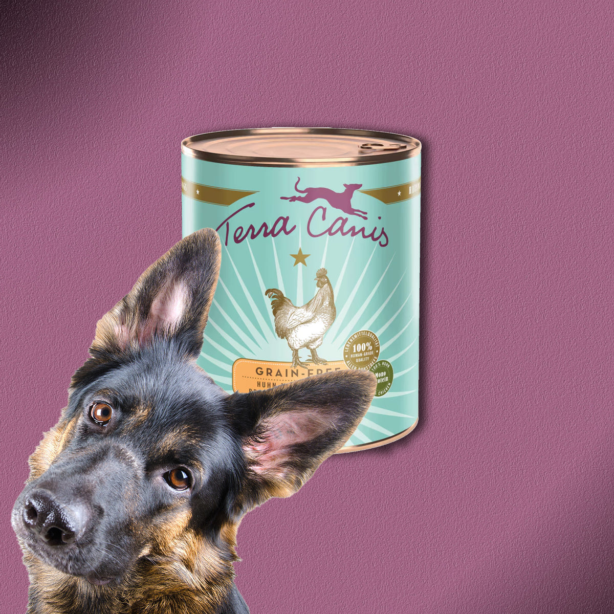 6x800g Terra Canis Grain-Free Huhn mit Pastinake, Brombeere & Löwenzahn